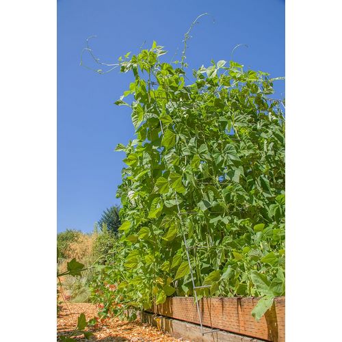 Horton, Janet 아티스트의 Bellevue-Washington State-USA Super Marconi pole beans growing on a trellis작품입니다.